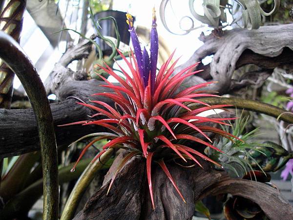 2010.3.24 小精靈Tillandsia ionantha (Rubra) 99.3.24 拍攝-3.jpg