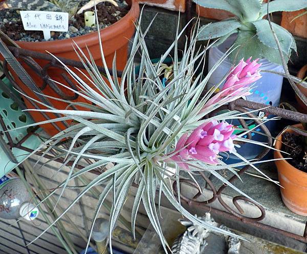 2010.12.17 Till.stricta X recurvifolia - 1.jpg