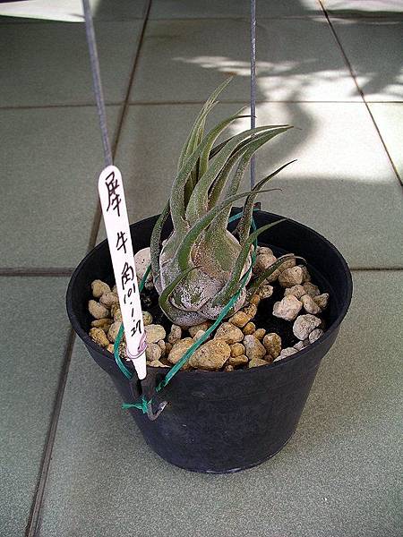 Tillandsia seleriana 犀牛角-1.jpg