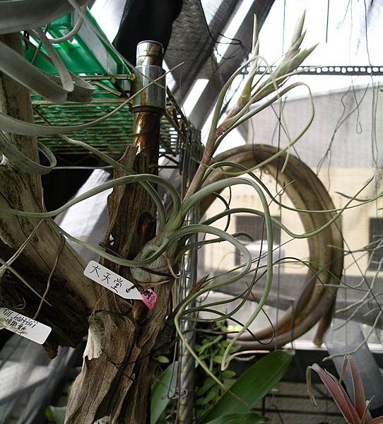 大天堂Tillandsia pseudobaileyi 99.3.21 拍攝.jpg