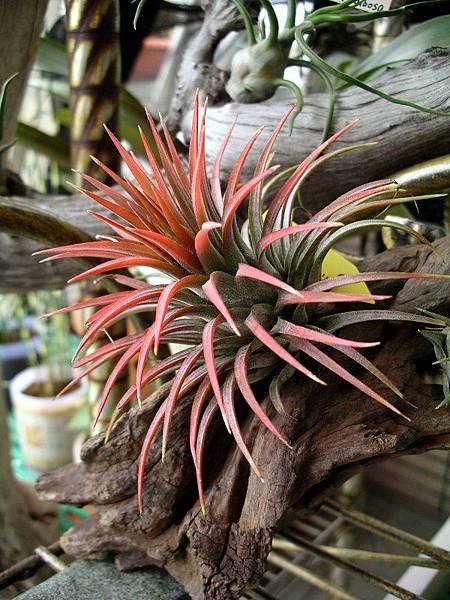 小精靈Tillandsia ionantha (Rubra) 99.3.21 拍攝-1.jpg