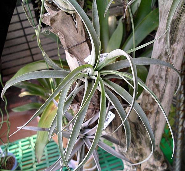 卡比他他(桃紅) Tillandsia.capitata 99.3.18 拍攝.jpg