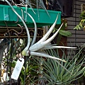 空氣鳳梨Tillandsia ixioides - 黃水晶-2.jpg