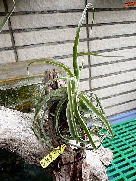 電捲燙 Tillandsia streptophylla.jpg