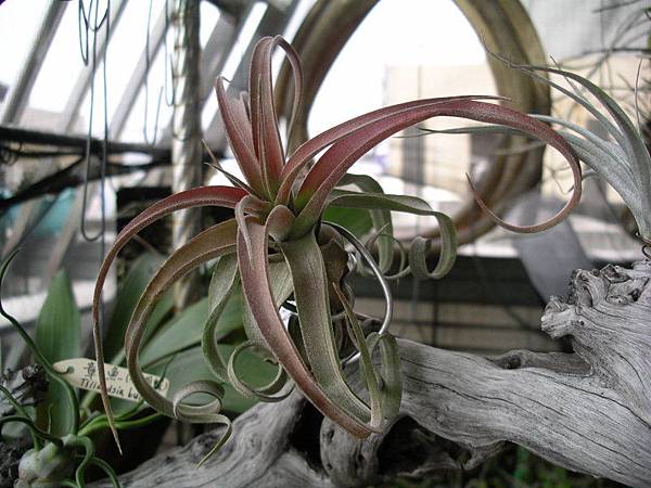 電捲燙 Tillandsia streptophylla 99.3.21 拍攝.jpg