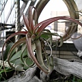 電捲燙 Tillandsia streptophylla 99.3.21 拍攝.jpg