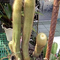 2010.3.8 金晃Notocactus leninghausii.jpg