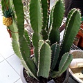 2010.3.8 鬼面角cereus peruvianus.jpg