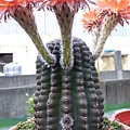 2011.5.8 Echinopsis Hybride - 1.jpg