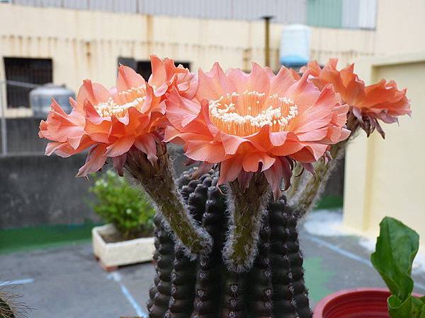 2011.5.8 Echinopsis Hybride - 2.jpg