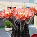 2011.5.8 Echinopsis Hybride - 2.jpg