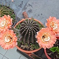 2011.5.8 Echinopsis Hybride - 3.jpg