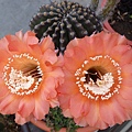 2011.5.8 Echinopsis Hybride - 4.jpg