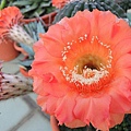 2012.6.17 Echinopsis Hybride 開 花.jpg