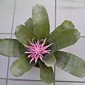 2008.5.24 蜻蜓.銀花瓶Aechmea fasciata -1.jpg