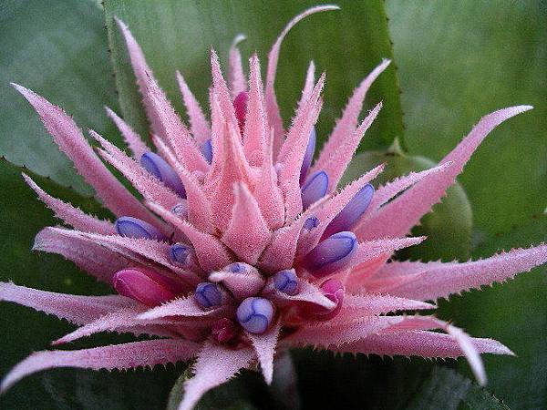 2008.5.24 蜻蜓.銀花瓶Aechmea fasciata -4.jpg