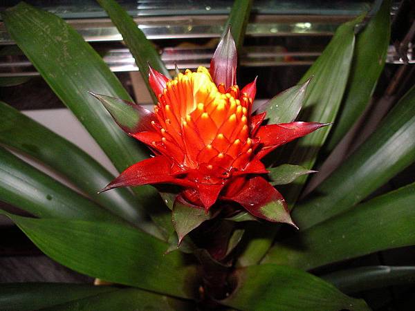 2010.2.14 火炬鳳梨Guzmania (Torch) - 1.jpg