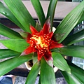 2010.2.14 火炬鳳梨Guzmania (Torch) - 2.jpg