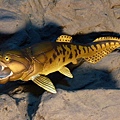 2013.3.6 鄧氏魚 ( Dunkleosteus )-1.jpg