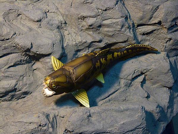 2013.3.6 鄧氏魚 ( Dunkleosteus )-2.jpg