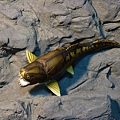 2013.3.6 鄧氏魚 ( Dunkleosteus )-2.jpg