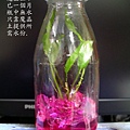 2010.2.19 用魔晶土種水草.jpg