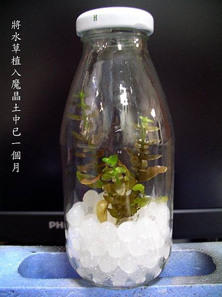 2010.2.19 魔晶土種水草 瓶內無水 所需水份來自吸水後的魔晶土.jpg