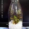 2010.2.19 魔晶土種水草 瓶內無水 所需水份來自吸水後的魔晶土.jpg