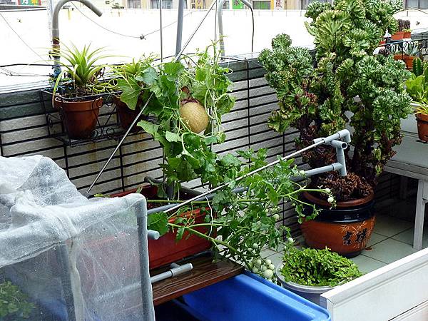 2015.8.8 蘇迪勒風災