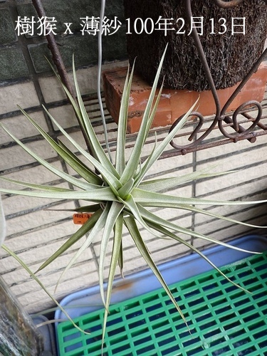100.2.13 購入 樹猴 X 薄紗 Ｔillandsia duratii X gardneri.jpg