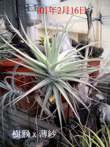 101.2.16 樹猴 X 薄紗 Ｔillandsia duratii X gardneri.jpg