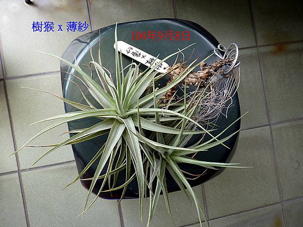 104.9.8 樹猴 X 薄紗 Ｔillandsia duratii X gardneri.JPG