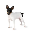 toy-fox-terrier.jpg