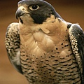 peregrine-falcon_659_600x450.jpg