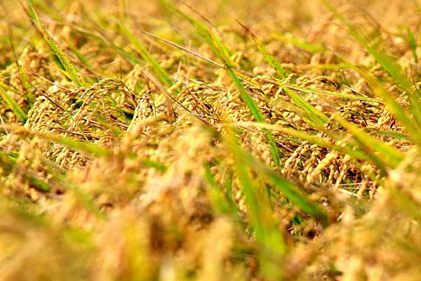 上下圖:池上米特寫 Branda拍攝 