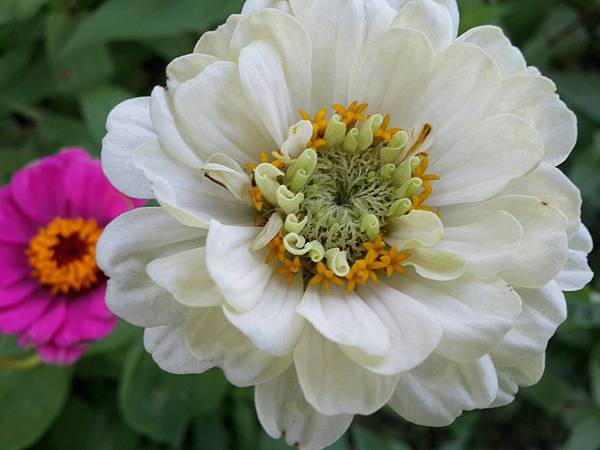 百日草花語 動植物也會說話 痞客邦 百日草花語 動植物也會說話 痞客邦