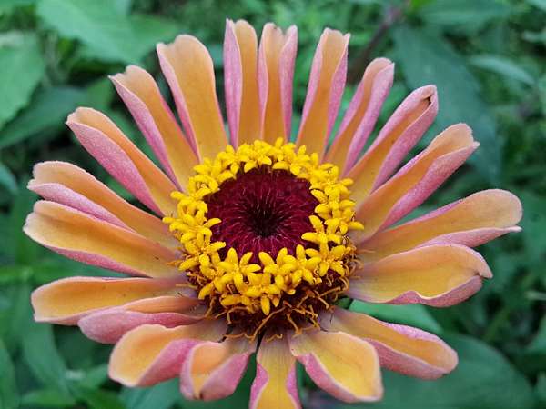 百日草花語 動植物也會說話 痞客邦 百日草花語 動植物也會說話 痞客邦