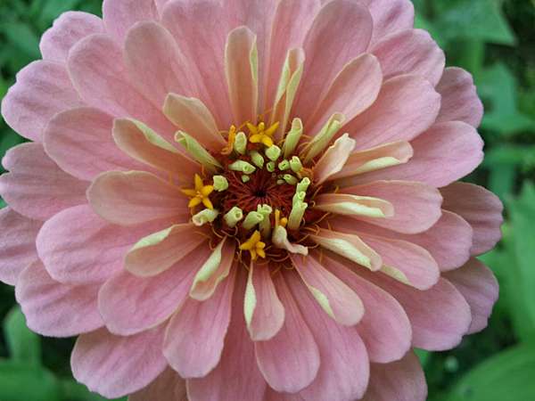百日草花語 動植物也會說話 痞客邦 百日草花語 動植物也會說話 痞客邦
