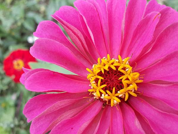 百日草花語 動植物也會說話 痞客邦 百日草花語 動植物也會說話 痞客邦