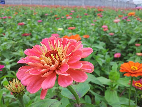 百日草花語 動植物也會說話 痞客邦 百日草花語 動植物也會說話 痞客邦