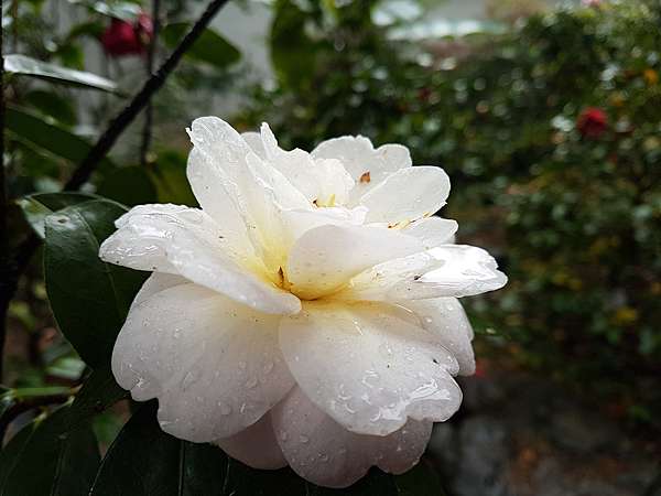 山茶花花語 動植物也會說話 痞客邦