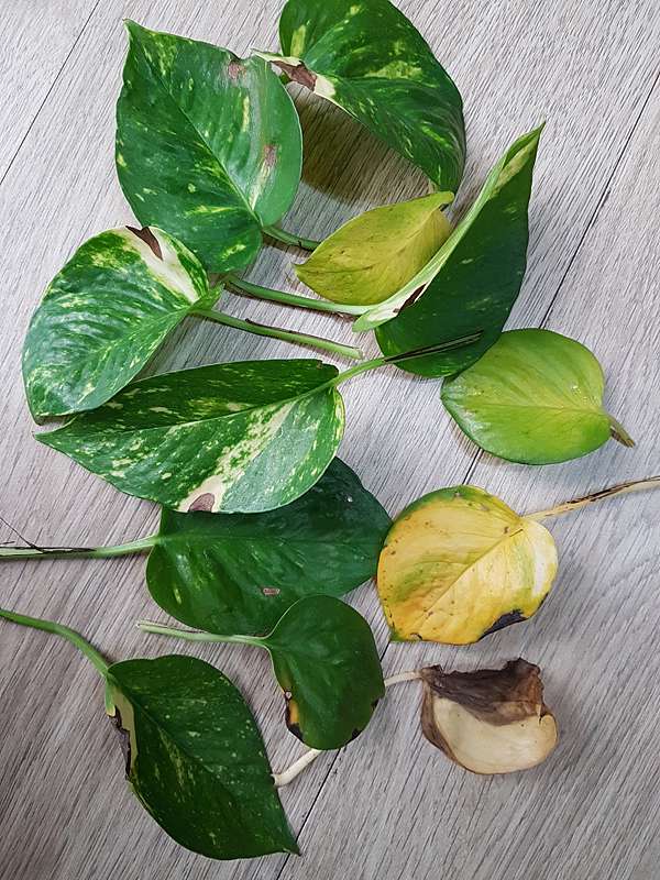 黃金葛對居家風水的助益 動植物也會說話 痞客邦 黃金葛對居家風水的助益 動植物也會說話 痞客邦