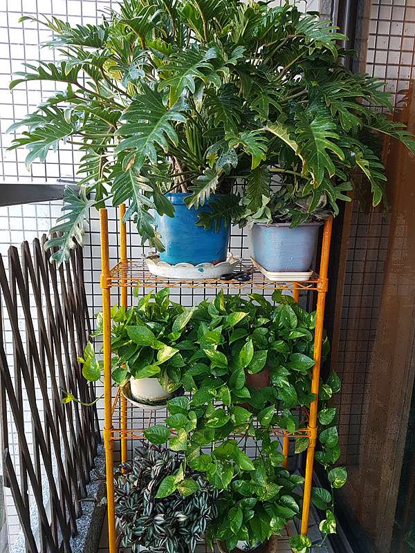 黃金葛對居家風水的助益 動植物也會說話 痞客邦 黃金葛對居家風水的助益 動植物也會說話 痞客邦