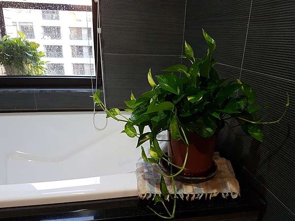 黃金葛對居家風水的助益 動植物也會說話 痞客邦 黃金葛對居家風水的助益 動植物也會說話 痞客邦