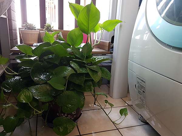 黃金葛對居家風水的助益 動植物也會說話 痞客邦 黃金葛對居家風水的助益 動植物也會說話 痞客邦