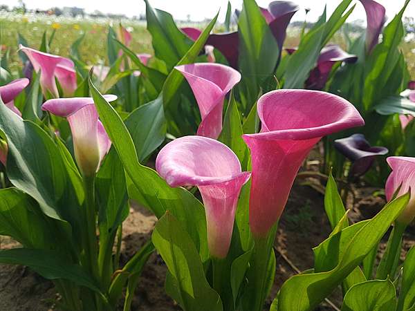 彩色海芋花語 動植物也會說話 痞客邦 彩色海芋花語 動植物也會說話 痞客邦