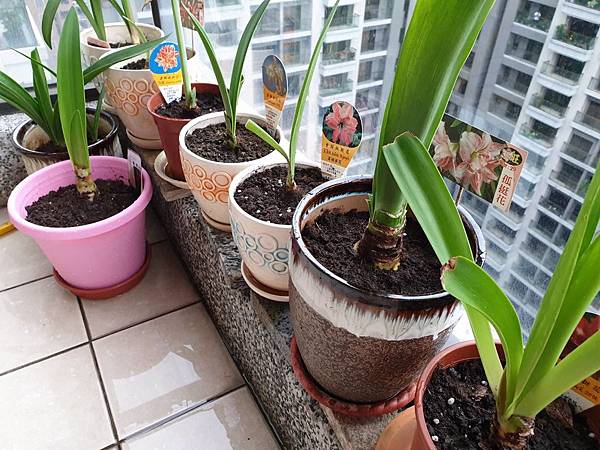 重瓣孤挺花的栽培方法10問 動植物也會說話 痞客邦