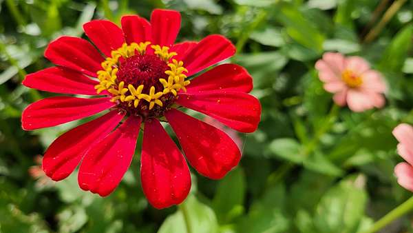 百日草花語 動植物也會說話 痞客邦 百日草花語 動植物也會說話 痞客邦