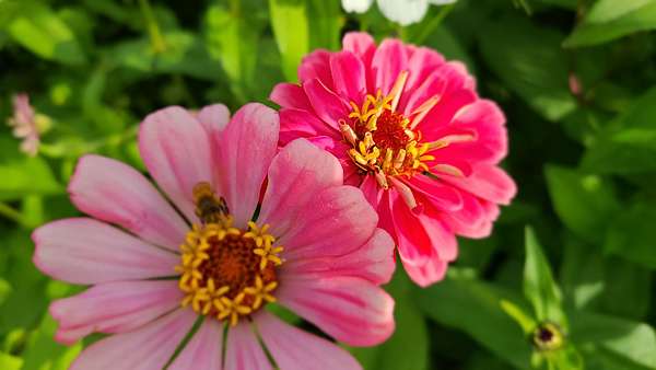 百日草花語 動植物也會說話 痞客邦 百日草花語 動植物也會說話 痞客邦