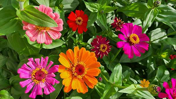 百日草花語 動植物也會說話 痞客邦 百日草花語 動植物也會說話 痞客邦